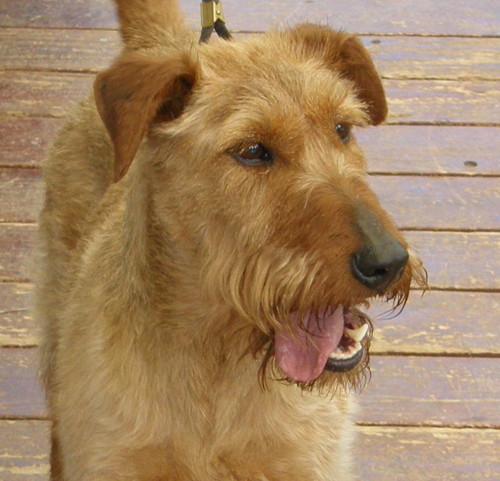 Taryn Adopted Irish Terrier Rescue Network