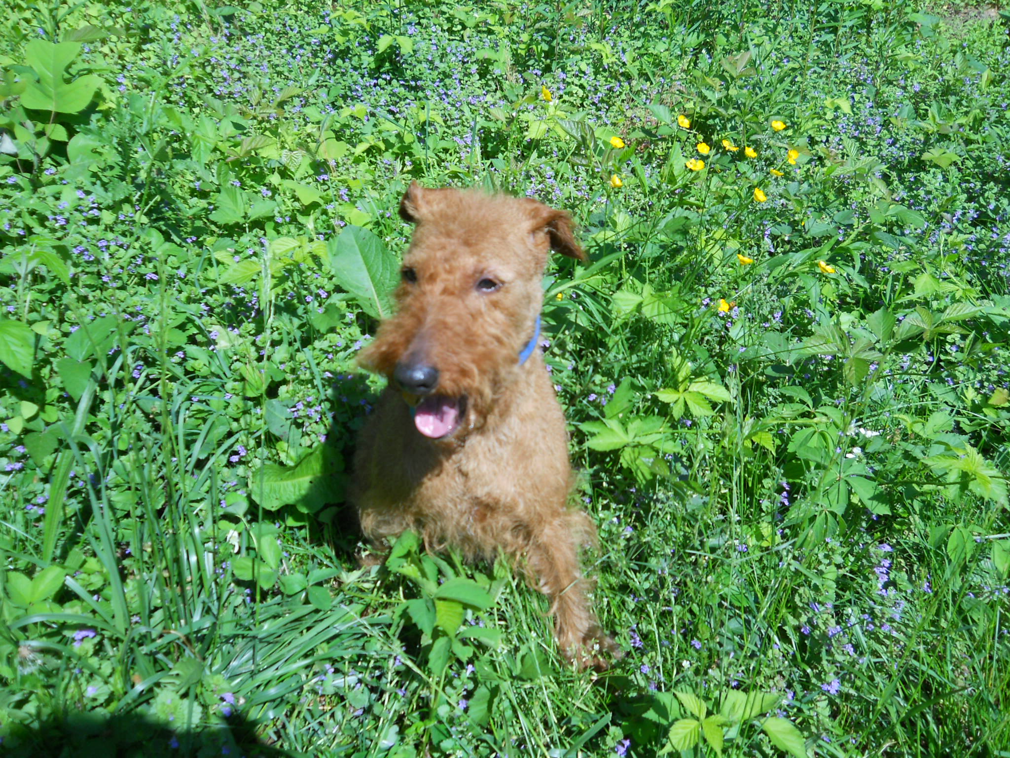 Riley in Maryland – Adopted | Irish Terrier Rescue Network