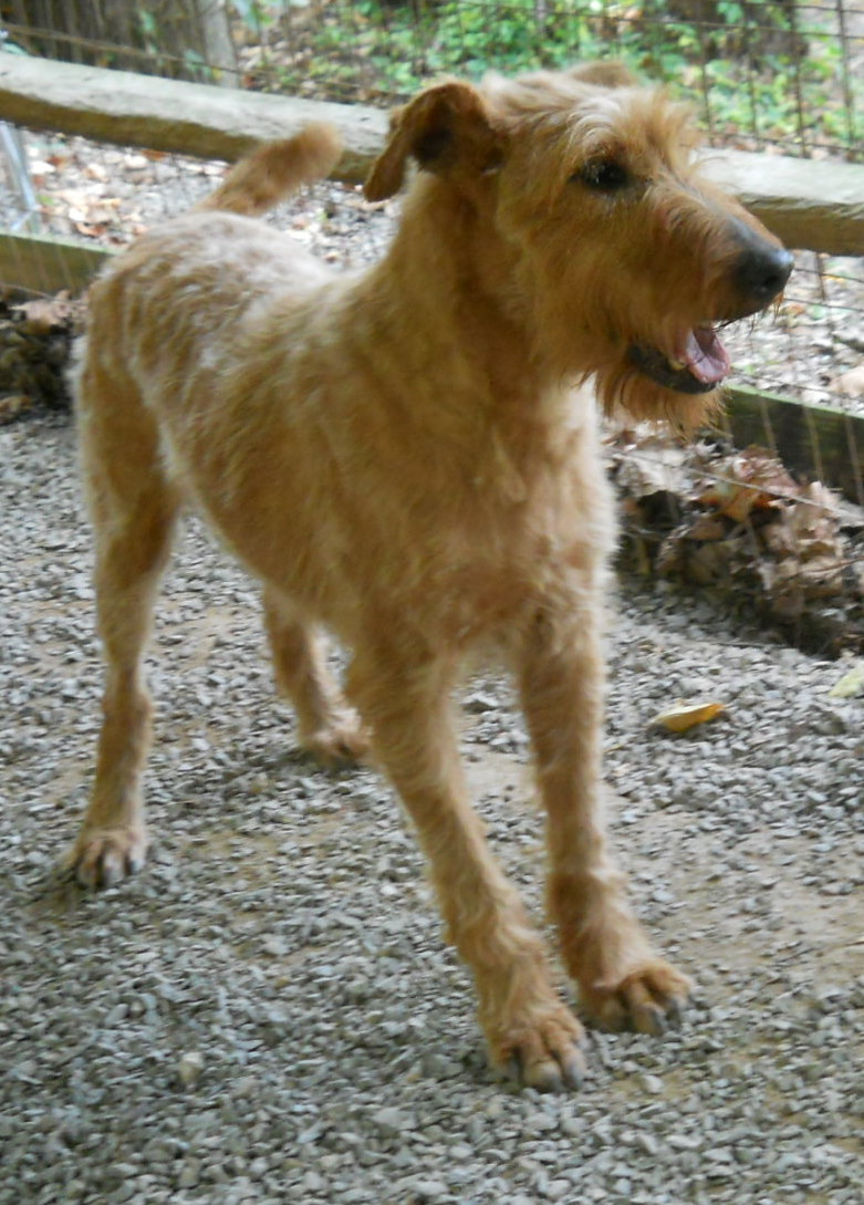 Sam-I-Am – Adopted | Irish Terrier Rescue Network