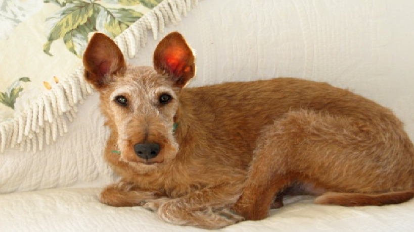 CH Oh! Patrick Darcy Rose | Irish Terrier Rescue Network