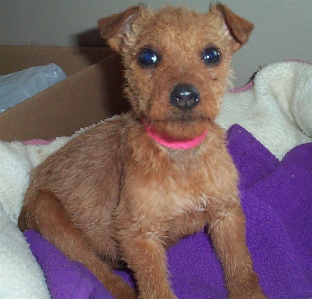 Adoption Process | Irish Terrier Rescue Network