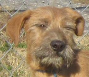 terrier irish mix ozzie male rescue airedale adopted adoptable dog petfinder