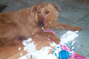 Skye and the TP