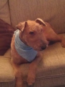 Jasper with scarf