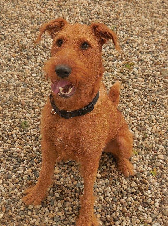 Pepper in Maryland – Adopted | Irish Terrier Rescue Network