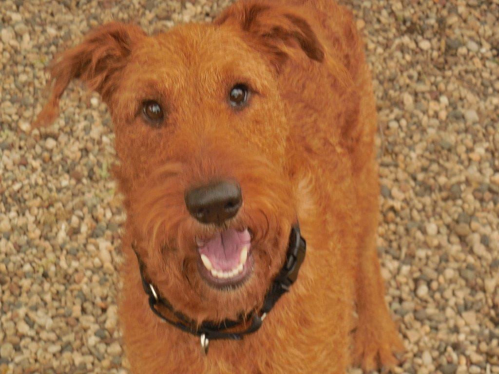 Irish Terrier Adoption – Cute of Animals