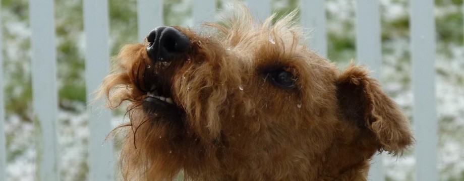 Adoption INFO | Irish Terrier Rescue Network