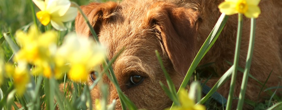 Our Girl Rose Irish Terrier Rescue Network