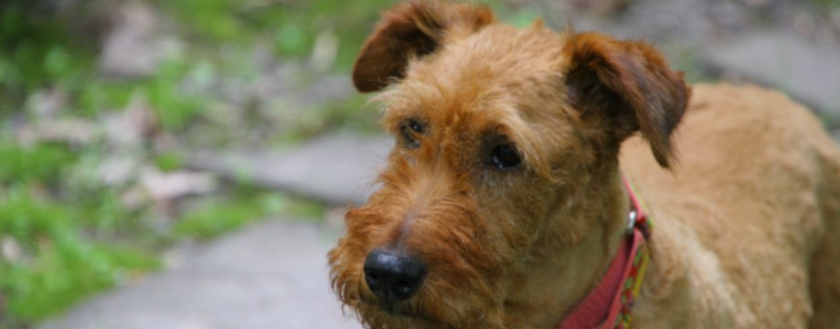 Our Girl Rose Irish Terrier Rescue Network